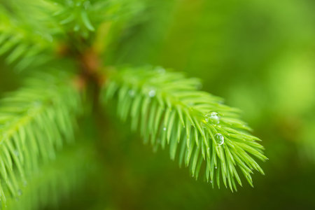 Green young needles on the branches of a spruce. Young spruce branch with bright green needles.