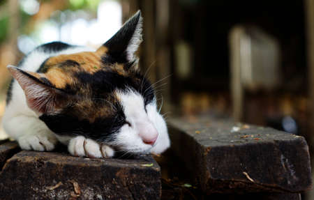 Sleeping catの写真素材