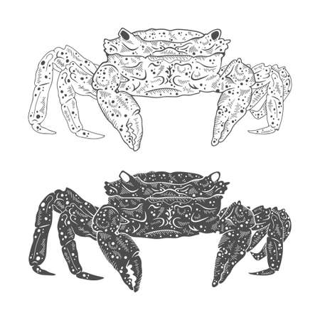 Crab drawing. Hand drawn monochrome seafood illustration. Vector illustration on white background.のイラスト素材