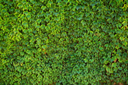 nature textured backgrounds