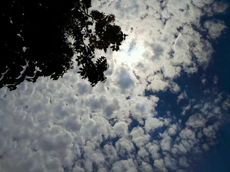 Tree branches under blue and cloudy sky on sunshine day.の素材