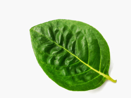 Closeup top view of green leaf on white background.