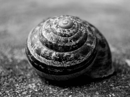 b/w image of a beautiful snail with nice d.o.f.の写真素材