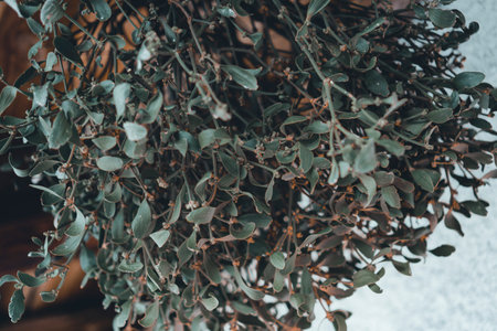 Green leaves of eucalyptus plant in a pot.の写真素材
