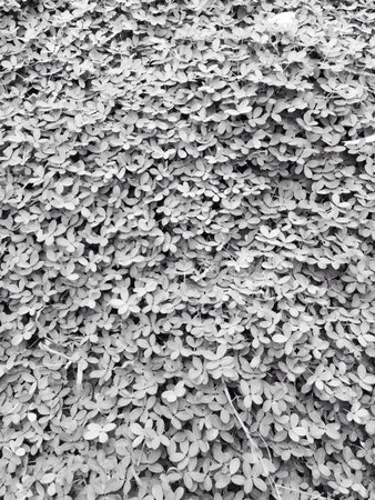 Grass shot in black and white. 