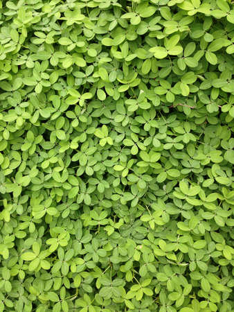 Gorgeous green grassの素材