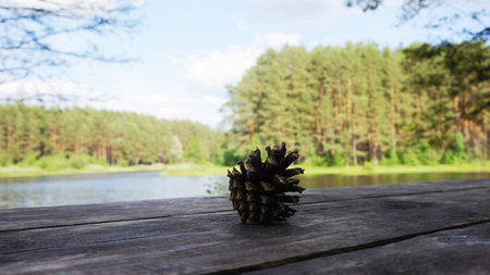 fir coneの写真素材