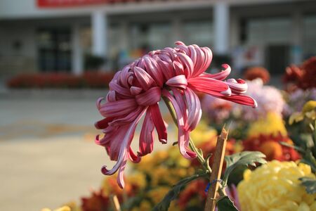 pink chrysanthemumの写真素材