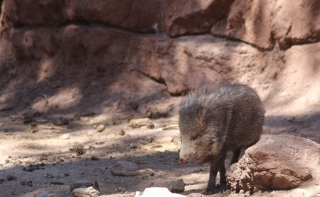 havalinaの写真素材