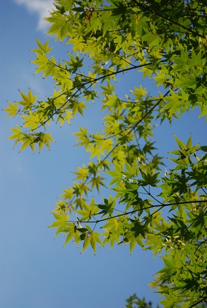 treeの写真素材