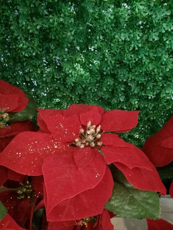 Red flower for Christmas decoration.の素材