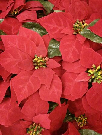 Red leaf flower.の素材