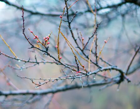 Spring, the tree is reborn and is preparing for floweringの写真素材