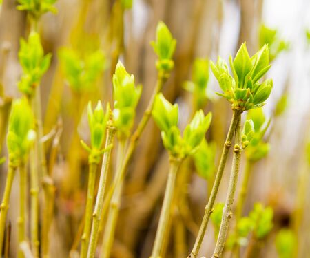 Young leaves of lilacの写真素材