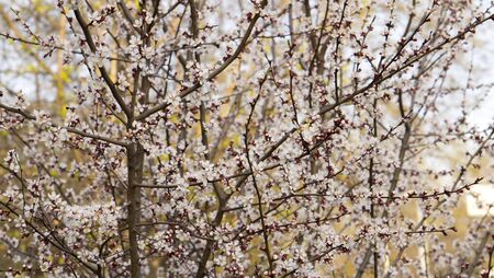 Apricot blossomed pink in early springの写真素材