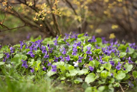 beautiful blue flowers in the gardenの写真素材