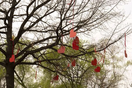 It's time to harvest hearts from a treeの写真素材