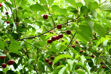 the June cherry tree in the garden after the rainの写真素材