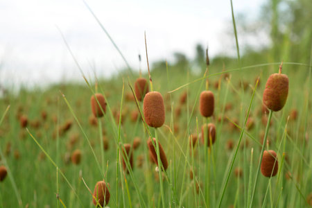 the young reeds in the swamp in mayの写真素材