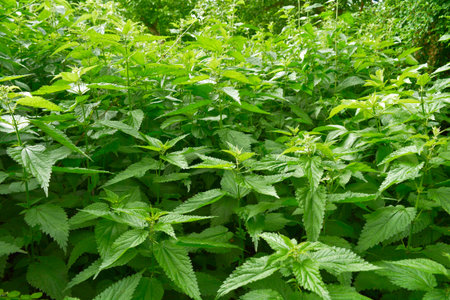 nettle, Urtica urens L, Urtica dioica L,