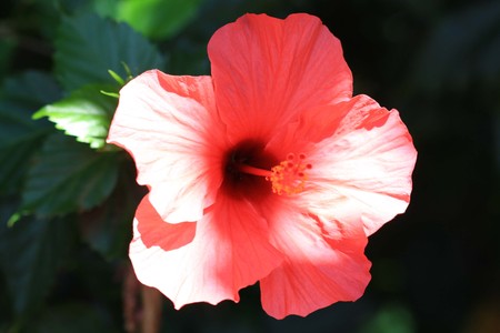 hibiscusの写真素材