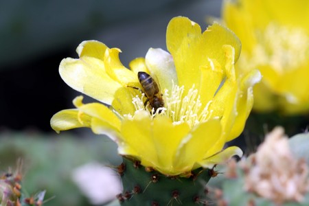 cactus opuntiaの写真素材