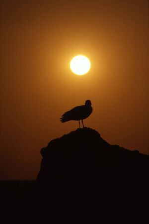 gull in the afternoon sun,Gran Canaria,Spainの写真素材