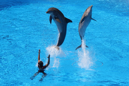 dolphin,Gran Canaria,Spainの写真素材