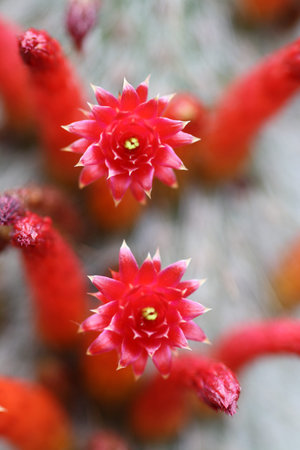 cactus cleistocactus hyalacanthus,Gran Canaria,Spain