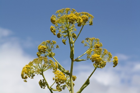 ferula linkii,Gran Canaria,Spainの写真素材
