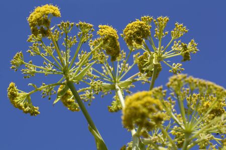 ferula linkii,Gran Canaria,Spainの写真素材