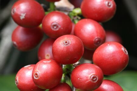 coffee shrub,Gran Canaria,Spainの写真素材