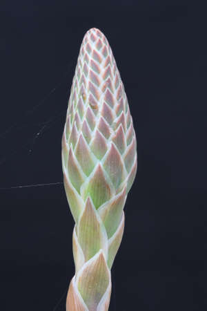 aloe distans,Gran Canaria,Spainの写真素材