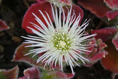 mesembryanthemum crystallinum,Gran Canaria,Spainの写真素材