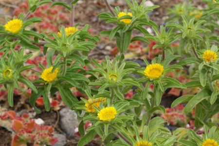 nauplius aquaticus,Gran Canaria,Spainの写真素材