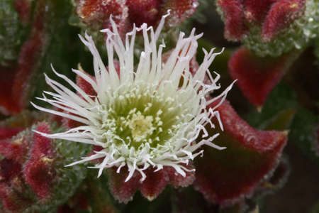 mesembryanthemum crystallinum,Gran Canaria,Spainの写真素材