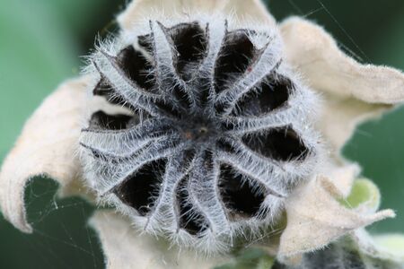 hairy indian mallow,Gran Canaria,Spainの写真素材