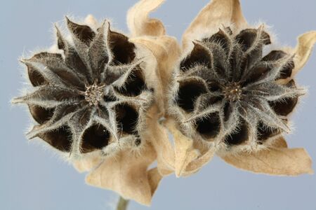 hairy indian mallow,Gran Canaria,Spainの写真素材