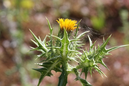 blessed milk thistle,Gran Canaria,Spainの写真素材