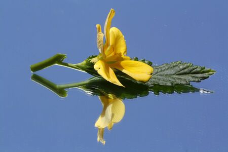 turnera ulmifolia,Gran Canaria,Spainの写真素材