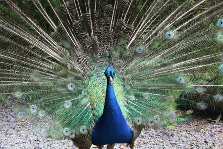 peacock,Gran Canaria,Spainの写真素材