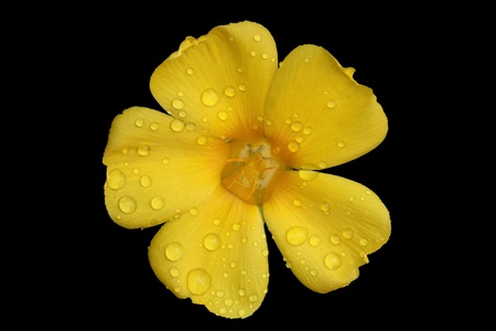turnera ulmifolia,Gran Canaria,Spainの写真素材