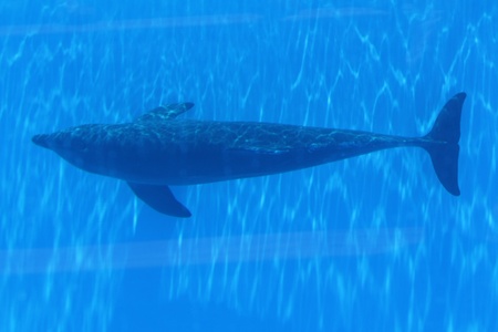 dolphin,Gran Canaria,Spainの写真素材