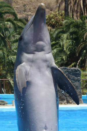 dolphin,Gran Canaria,Spainの写真素材