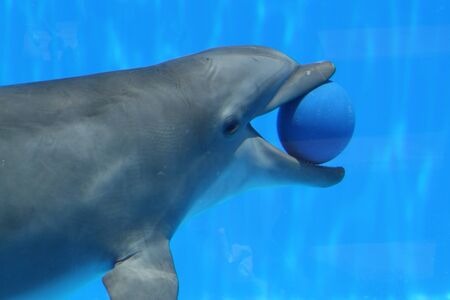 dolphin,Gran Canaria,Spainの写真素材