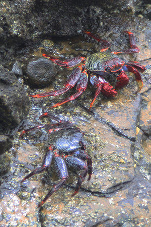 crabsの写真素材