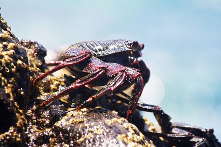 crab,Gran Canaria,Spainの写真素材