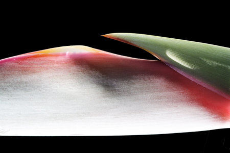 strelitzia,Gran Canaria,Spain