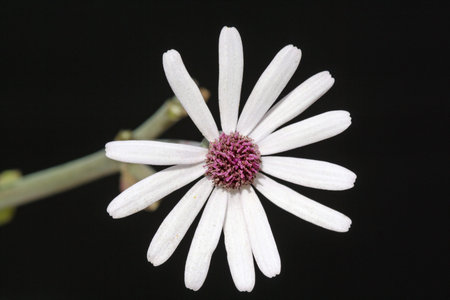 pericallis webii,Gran Canaria,Spain