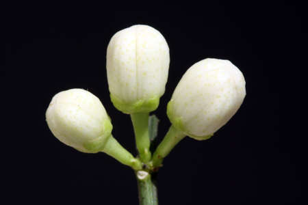 orange tree blossom,Gran Canaria,Spainの写真素材